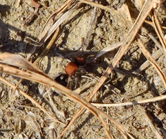 Ronisia brutia