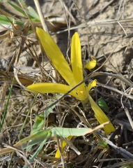 Sternbergia colchiciflora