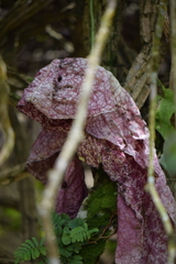 Aristolochia gigantea
