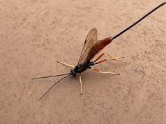 Dolichomitus irritator