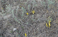 Sternbergia colchiciflora
