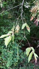 Acer negundo negundo