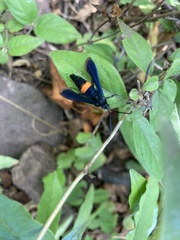 Synanthedon exitiosa