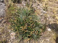 Puya