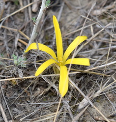 Sternbergia colchiciflora
