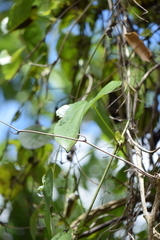 Aristolochia gigantea