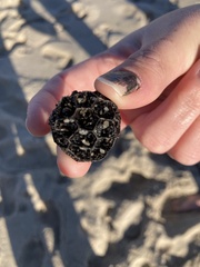 Liquidambar styraciflua