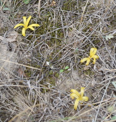 Sternbergia colchiciflora
