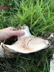 Lactarius pubescens