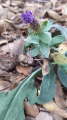 Centaurea pectinata