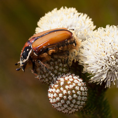 Trichostetha signata