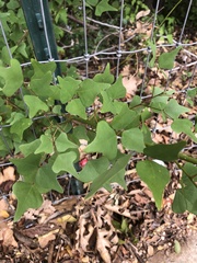 Erythrina herbacea