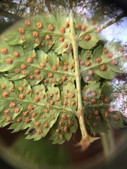 Dryopteris × boottii
