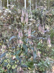 Nabalus serpentarius