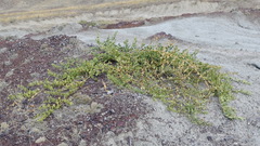 Capparis spinosa herbacea