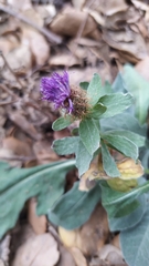 Centaurea pectinata