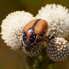 Trichostetha signata