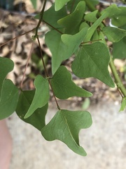 Erythrina herbacea