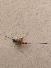 Dolichomitus irritator