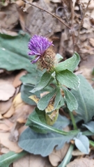 Centaurea pectinata