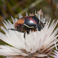 Trichostetha signata