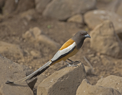 Dendrocitta vagabunda