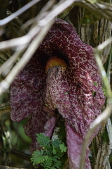 Aristolochia gigantea image