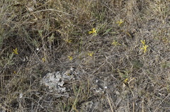 Sternbergia colchiciflora