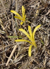 Sternbergia colchiciflora