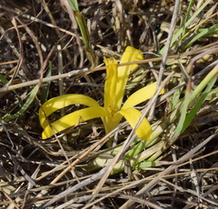 Sternbergia colchiciflora