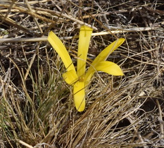 Sternbergia colchiciflora