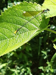 Allocnemis leucosticta