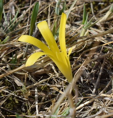 Sternbergia colchiciflora