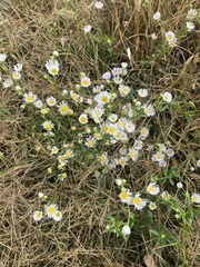 Erigeron annuus
