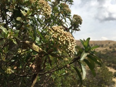 Baccharis latifolia