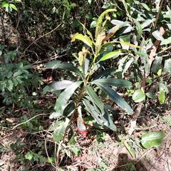 Protorhus longifolia