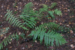Dryopteris filix-mas
