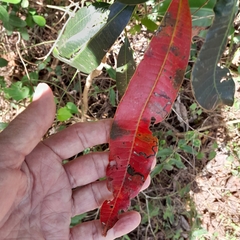 Protorhus longifolia