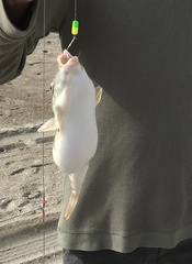 Sphoeroides maculatus