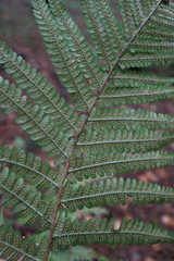 Dryopteris filix-mas