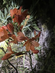 Pillansia templemannii