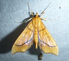 Anarmodia arcadiusalis