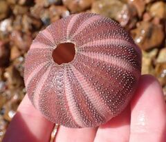 Amblypneustes elevatus