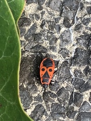Pyrrhocoris apterus