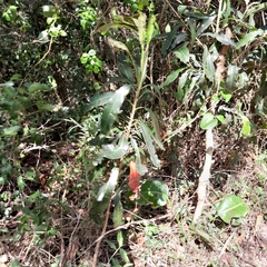 Protorhus longifolia