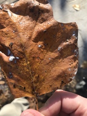 Erysiphe liriodendri