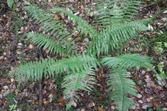 Dryopteris filix-mas
