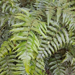 Diplazium esculentum