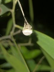 Araneus albotriangulus