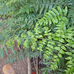 Diplazium esculentum